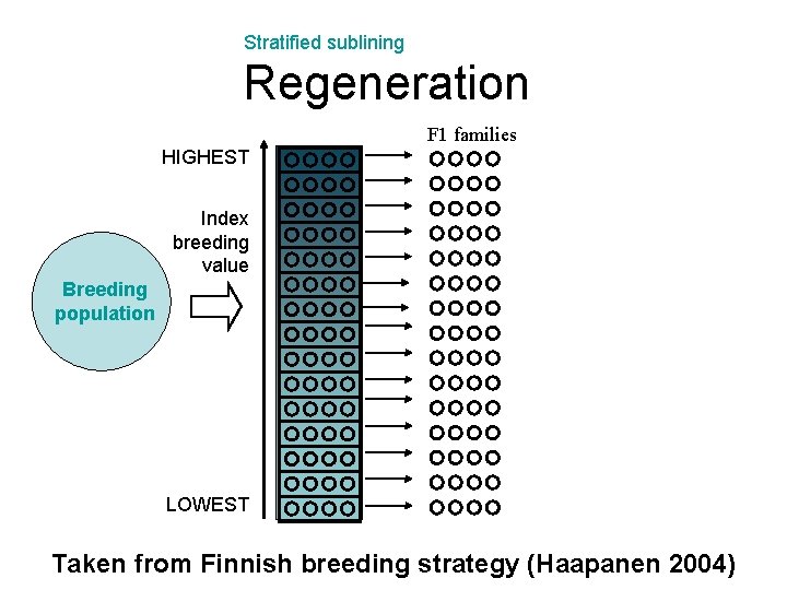 Stratified sublining Regeneration F 1 families HIGHEST Breeding 60 population Index breeding value (…