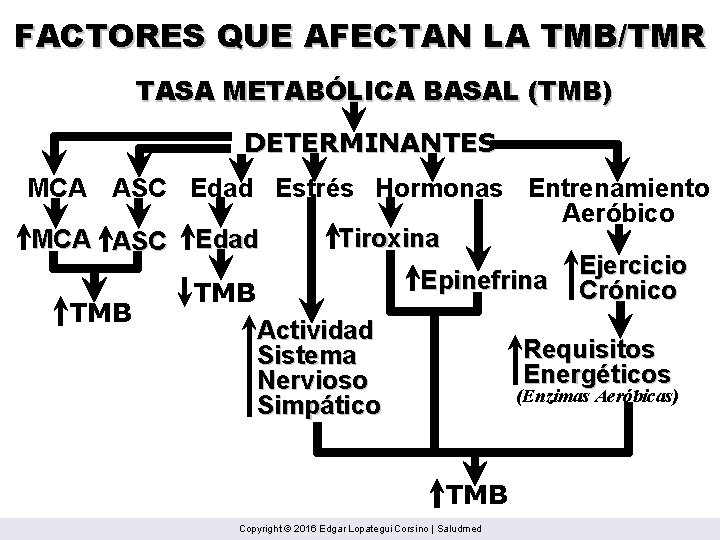 FACTORES QUE AFECTAN LA TMB/TMR TASA METABÓLICA BASAL (TMB) DETERMINANTES MCA ASC Edad Estrés