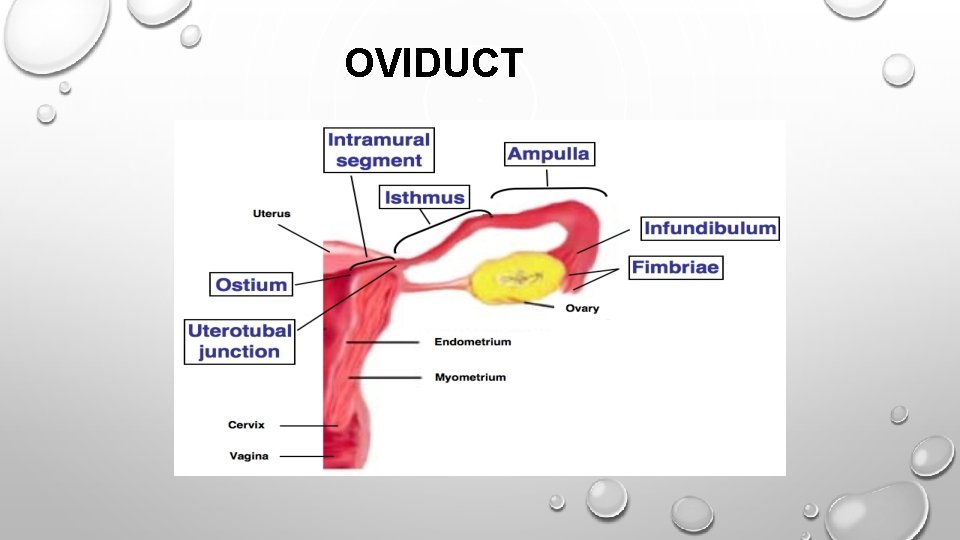 OVIDUCT 