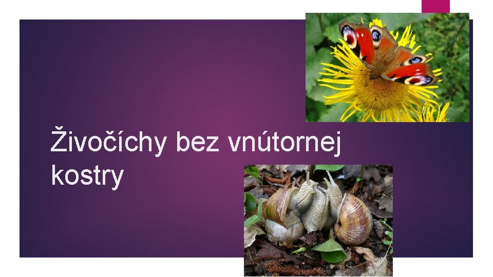 Živočíchy bez vnútornej kostry 