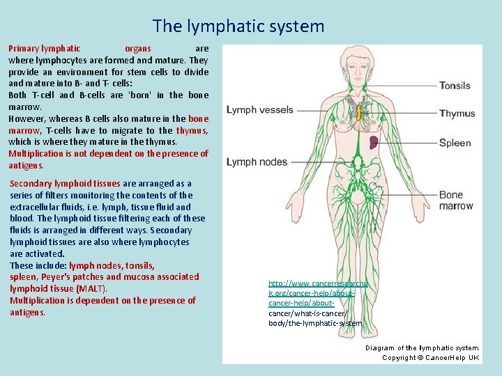 The lymphatic system Primary lymphatic organs are where lymphocytes are formed and mature. They