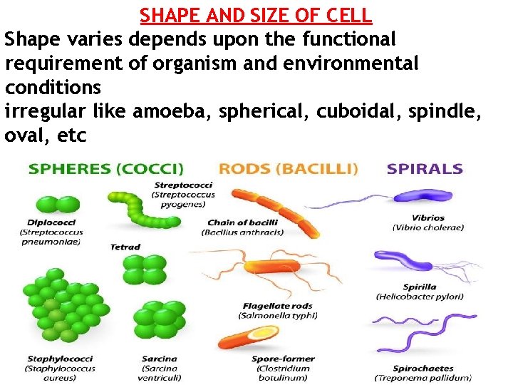 SHAPE AND SIZE OF CELL Shape varies depends upon the functional requirement of organism