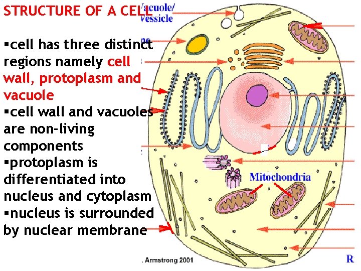 STRUCTURE OF A CELL §cell has three distinct regions namely cell wall, protoplasm and