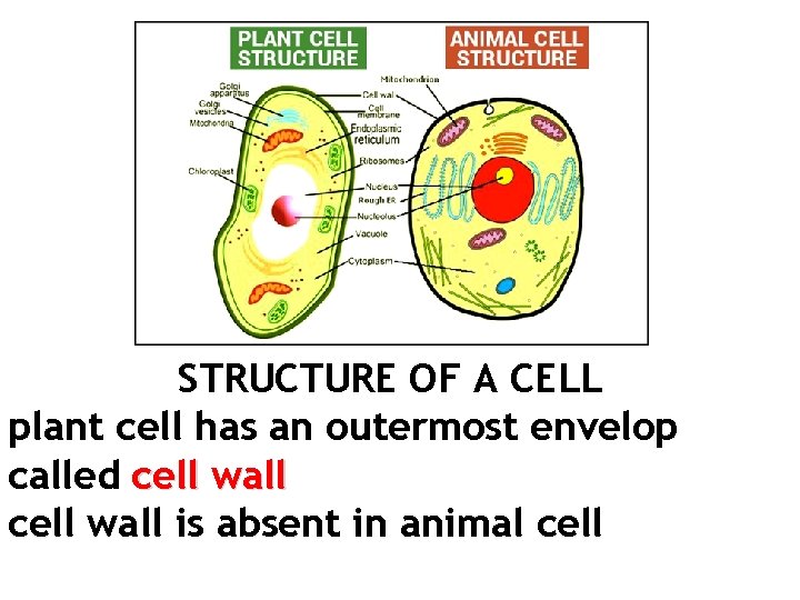 STRUCTURE OF A CELL plant cell has an outermost envelop called cell wall is