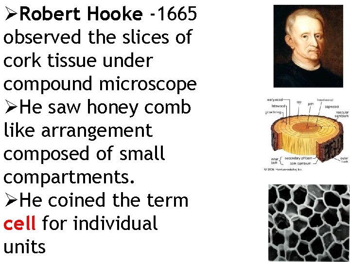 ØRobert Hooke -1665 observed the slices of cork tissue under compound microscope ØHe saw