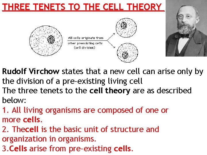 THREE TENETS TO THE CELL THEORY Rudolf Virchow states that a new cell can