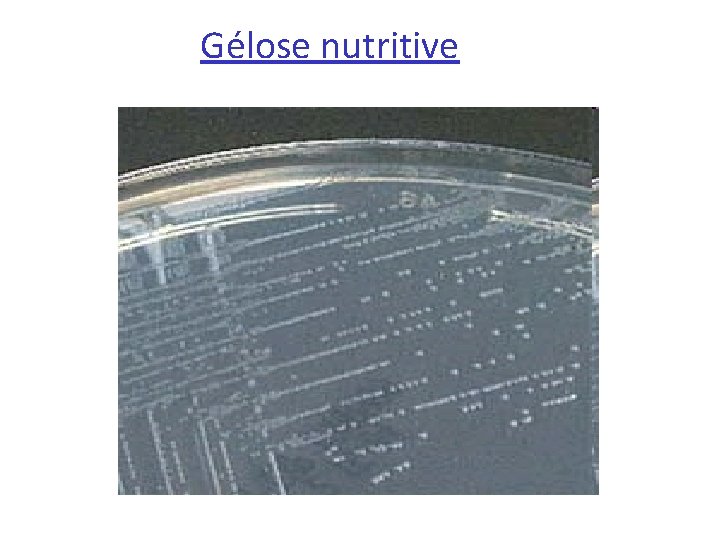 Gélose nutritive 