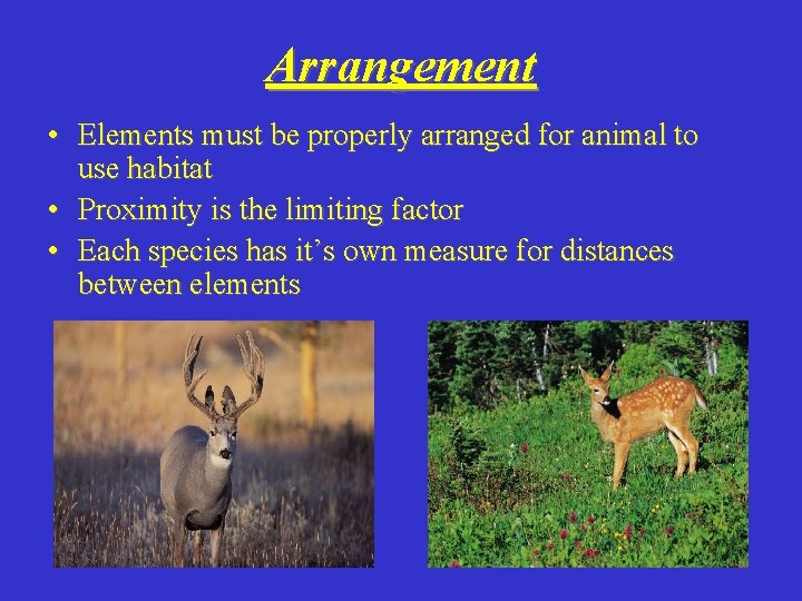 Arrangement • Elements must be properly arranged for animal to use habitat • Proximity