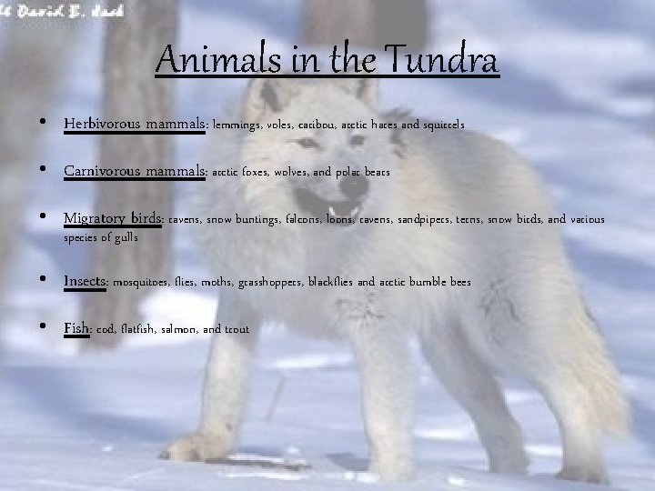 Animals in the Tundra • Herbivorous mammals: lemmings, voles, caribou, arctic hares and squirrels
