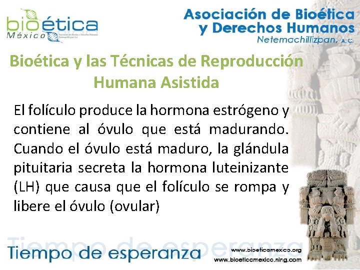 Bioética y las Técnicas de Reproducción Humana Asistida El folículo produce la hormona estrógeno