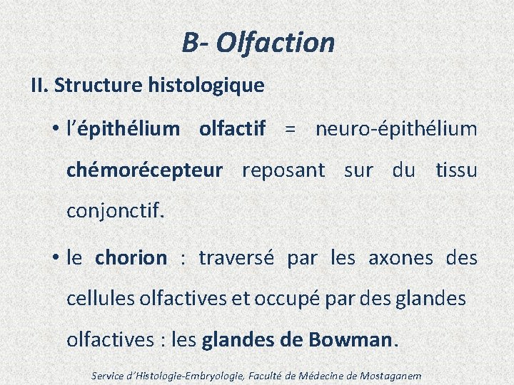 B- Olfaction II. Structure histologique • l’épithélium olfactif = neuro-épithélium chémorécepteur reposant sur du