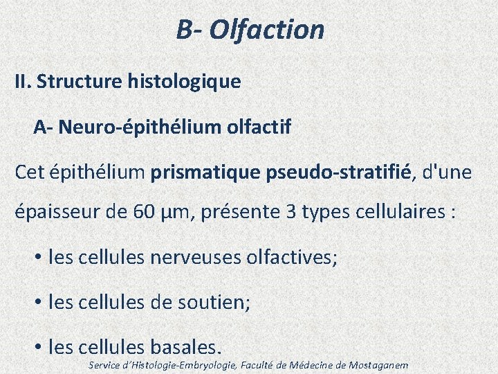 B- Olfaction II. Structure histologique A- Neuro-épithélium olfactif Cet épithélium prismatique pseudo-stratifié, d'une épaisseur