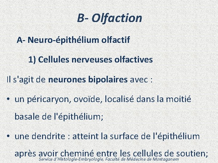 B- Olfaction A- Neuro-épithélium olfactif 1) Cellules nerveuses olfactives Il s'agit de neurones bipolaires