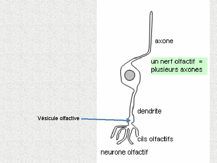 Vésicule olfactive 