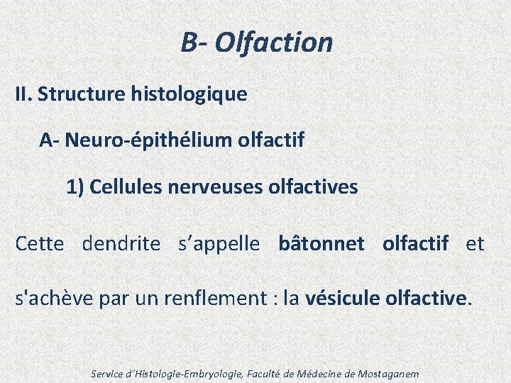 B- Olfaction II. Structure histologique A- Neuro-épithélium olfactif 1) Cellules nerveuses olfactives Cette dendrite
