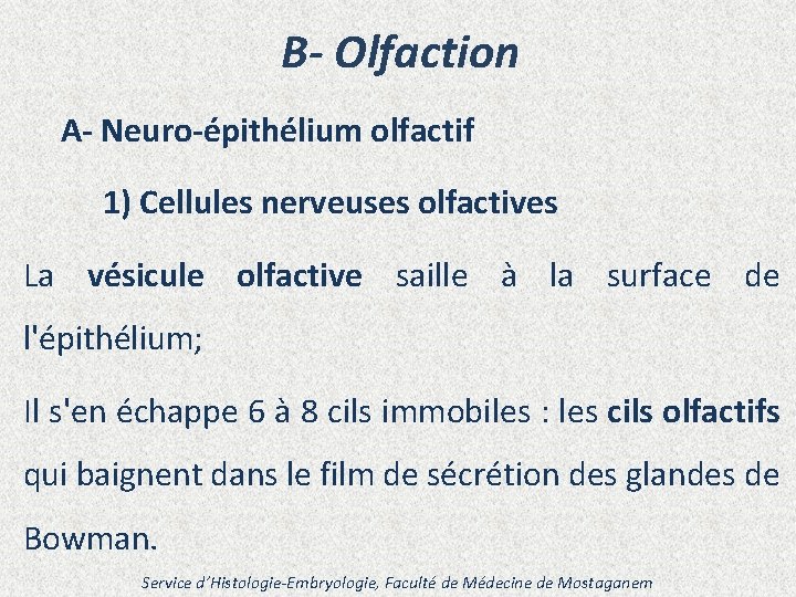 B- Olfaction A- Neuro-épithélium olfactif 1) Cellules nerveuses olfactives La vésicule olfactive saille à