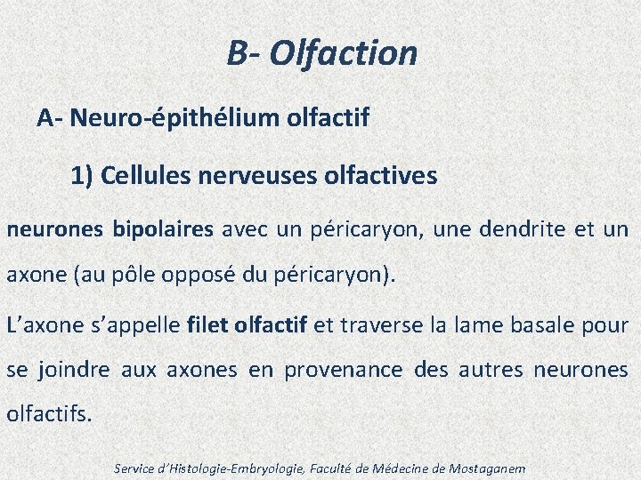 B- Olfaction A- Neuro-épithélium olfactif 1) Cellules nerveuses olfactives neurones bipolaires avec un péricaryon,