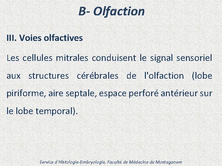 B- Olfaction III. Voies olfactives Les cellules mitrales conduisent le signal sensoriel aux structures