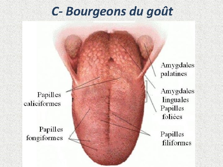 C- Bourgeons du goût 