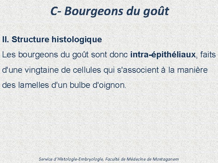 C- Bourgeons du goût II. Structure histologique Les bourgeons du goût sont donc intra-épithéliaux,