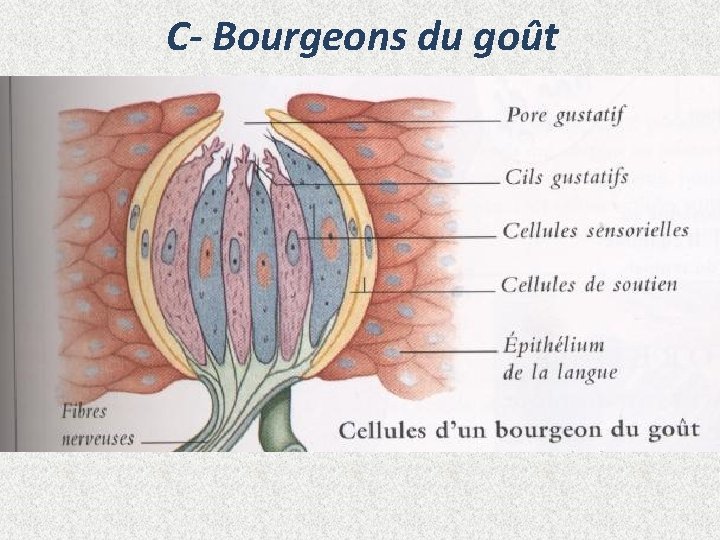 C- Bourgeons du goût 