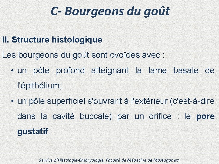 C- Bourgeons du goût II. Structure histologique Les bourgeons du goût sont ovoïdes avec