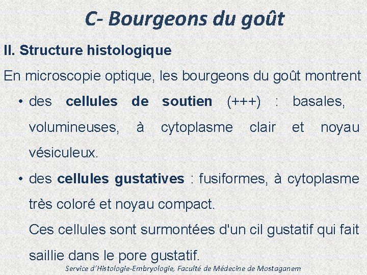 C- Bourgeons du goût II. Structure histologique En microscopie optique, les bourgeons du goût