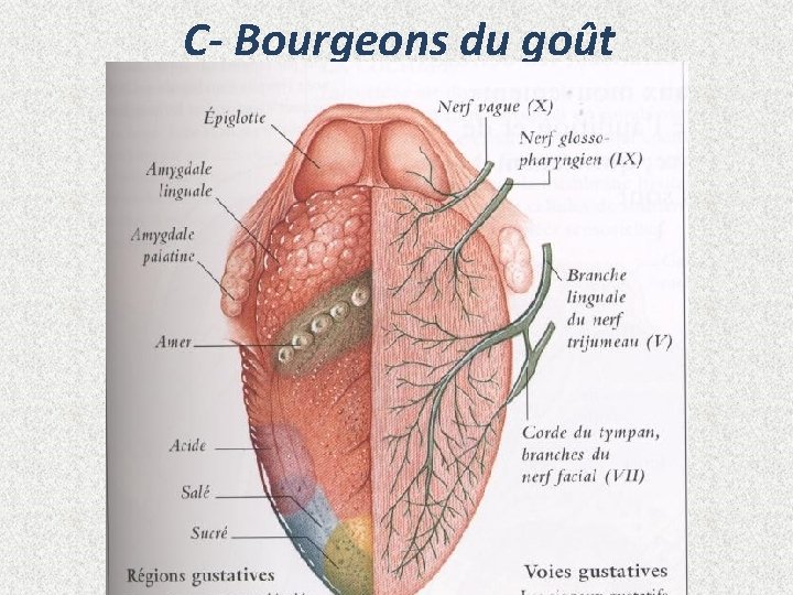 C- Bourgeons du goût 