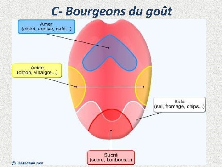 C- Bourgeons du goût 