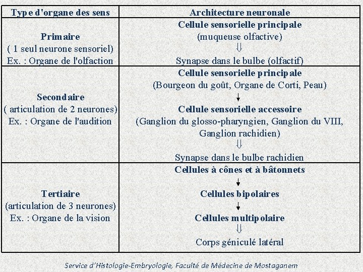 Type d'organe des sens Primaire ( 1 seul neurone sensoriel) Ex. : Organe de