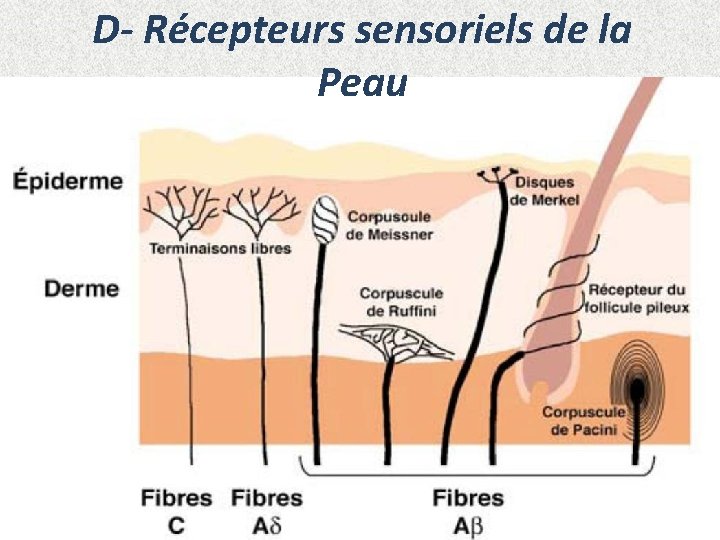 D- Récepteurs sensoriels de la Peau 