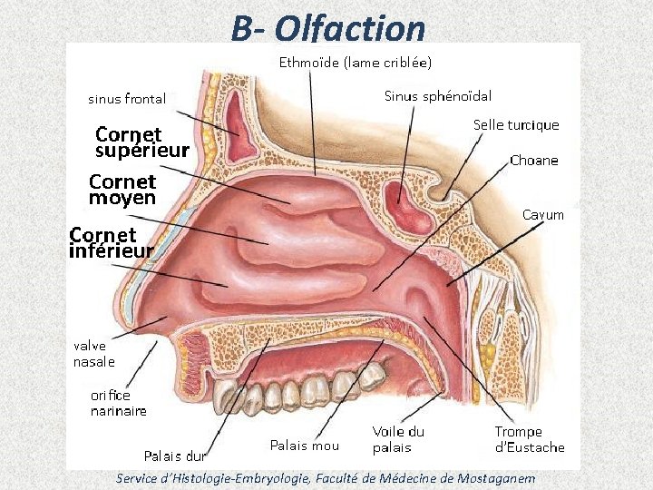 B- Olfaction Service d’Histologie-Embryologie, Faculté de Médecine de Mostaganem 