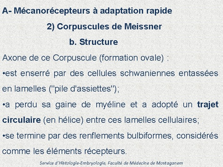 A- Mécanorécepteurs à adaptation rapide 2) Corpuscules de Meissner b. Structure Axone de ce