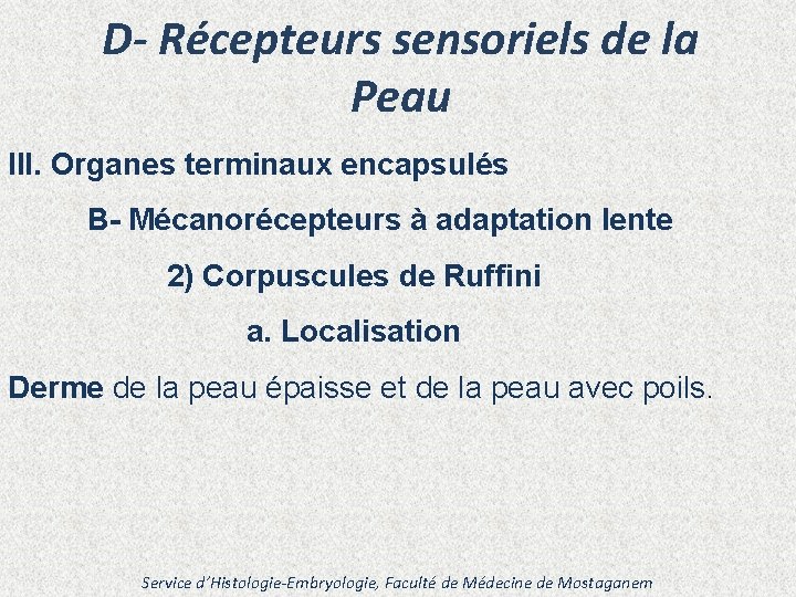 D- Récepteurs sensoriels de la Peau III. Organes terminaux encapsulés B- Mécanorécepteurs à adaptation