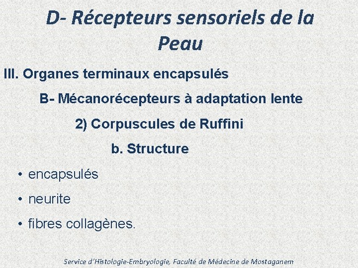 D- Récepteurs sensoriels de la Peau III. Organes terminaux encapsulés B- Mécanorécepteurs à adaptation