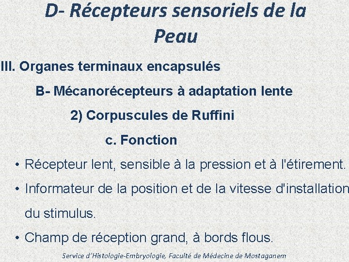 D- Récepteurs sensoriels de la Peau III. Organes terminaux encapsulés B- Mécanorécepteurs à adaptation