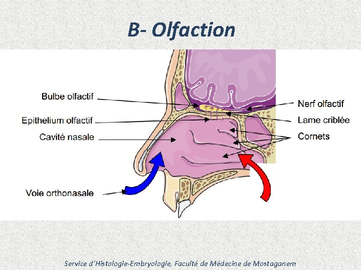 B- Olfaction Service d’Histologie-Embryologie, Faculté de Médecine de Mostaganem 