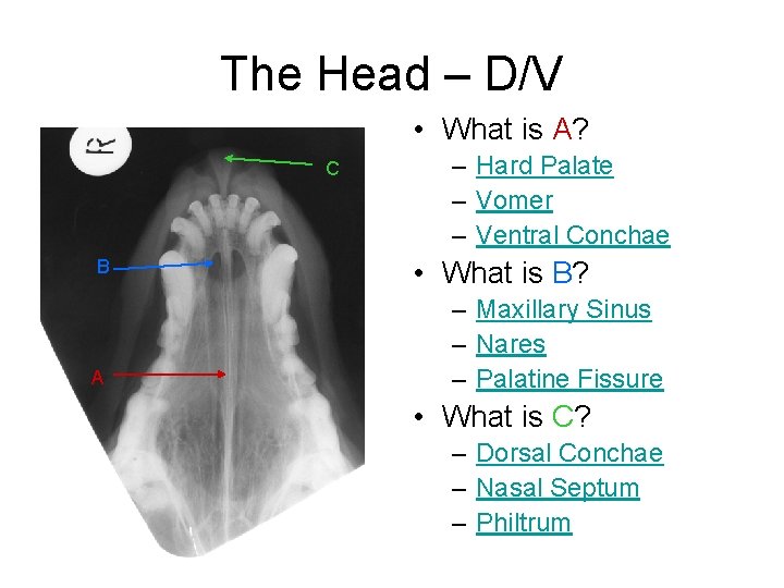 The Head – D/V • What is A? C B A – Hard Palate