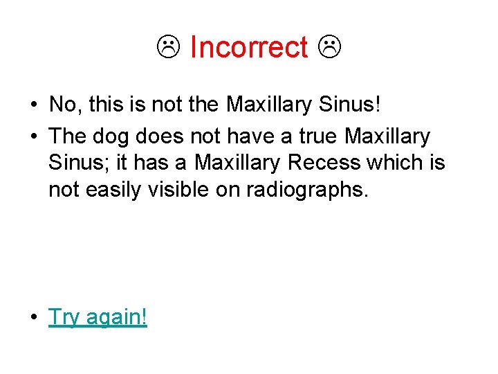  Incorrect • No, this is not the Maxillary Sinus! • The dog does