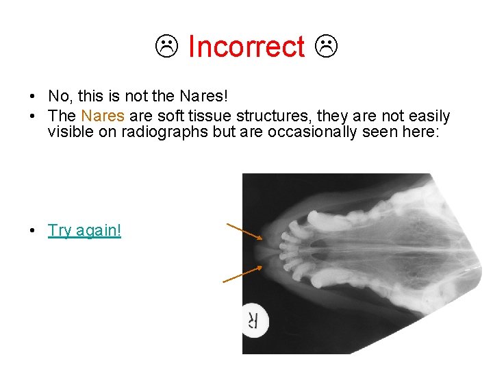  Incorrect • No, this is not the Nares! • The Nares are soft