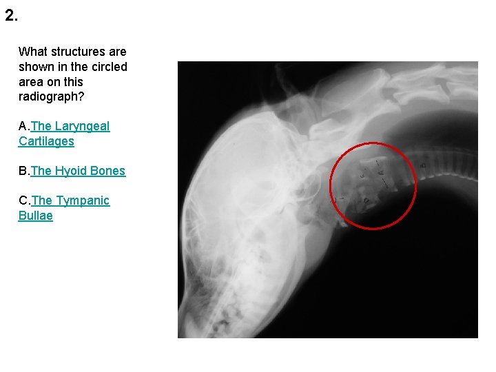 2. What structures are shown in the circled area on this radiograph? A. The