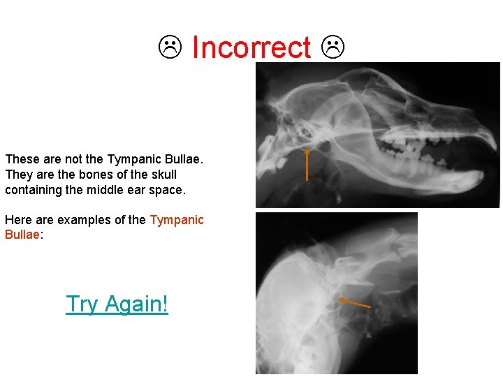  Incorrect These are not the Tympanic Bullae. They are the bones of the