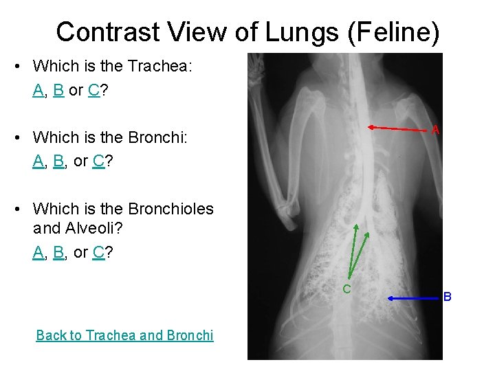 Contrast View of Lungs (Feline) • Which is the Trachea: A, B or C?