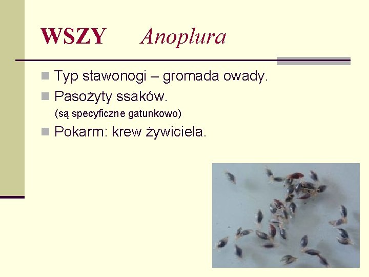 WSZY Anoplura n Typ stawonogi – gromada owady. n Pasożyty ssaków. (są specyficzne gatunkowo)