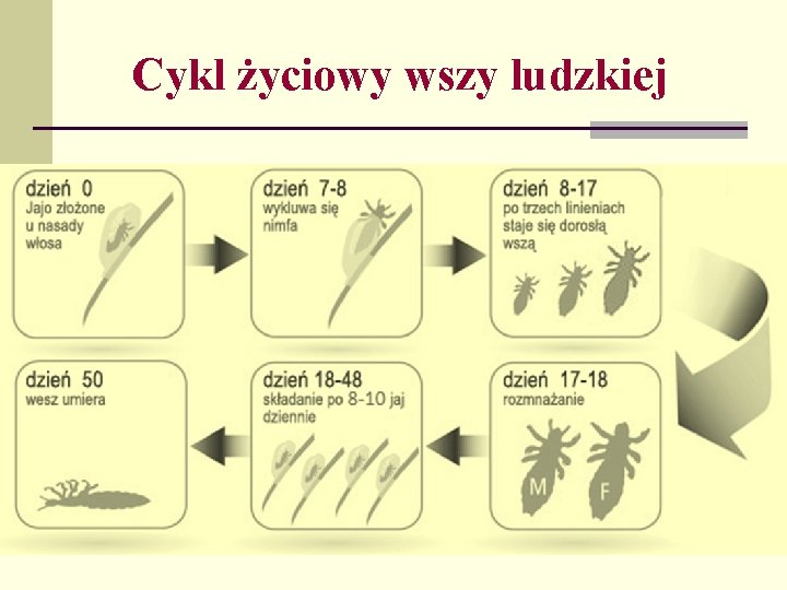 Cykl życiowy wszy ludzkiej 