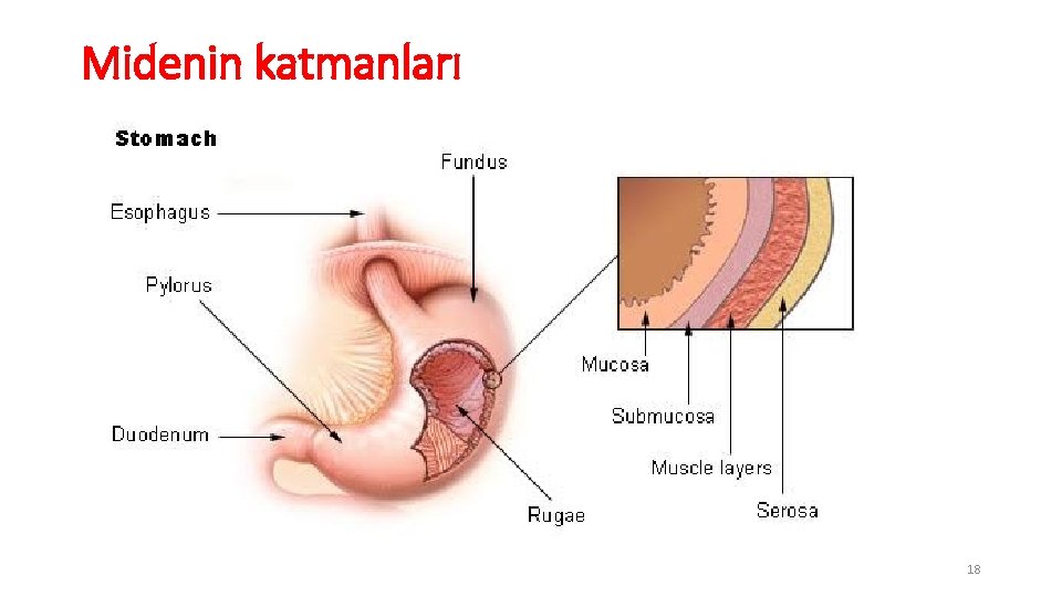 Midenin katmanları 18 