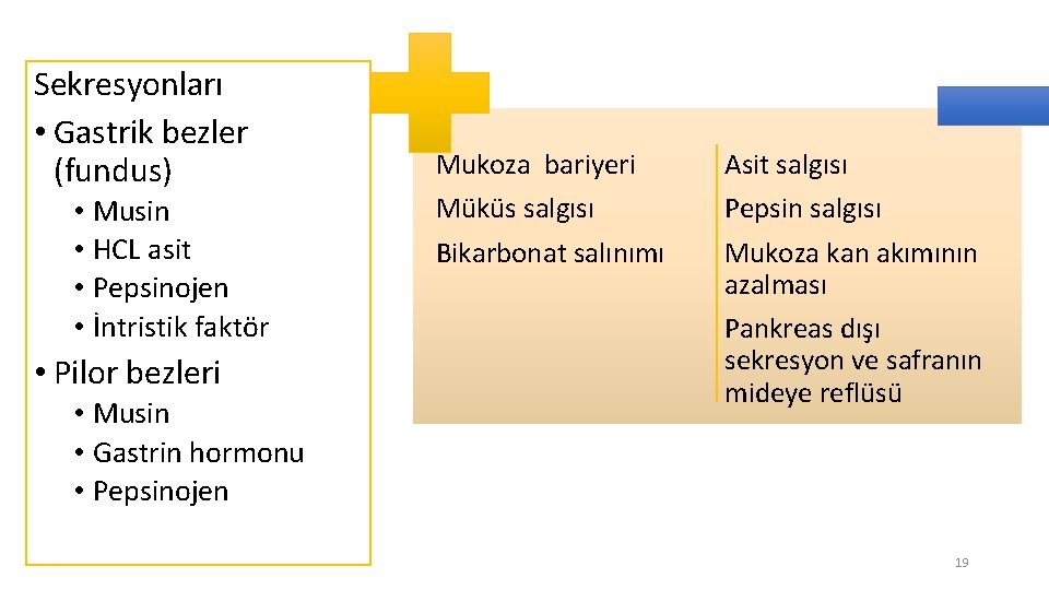 Sekresyonları • Gastrik bezler (fundus) • Musin • HCL asit • Pepsinojen • İntristik