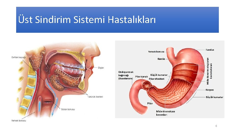 Üst Sindirim Sistemi Hastalıkları 6 