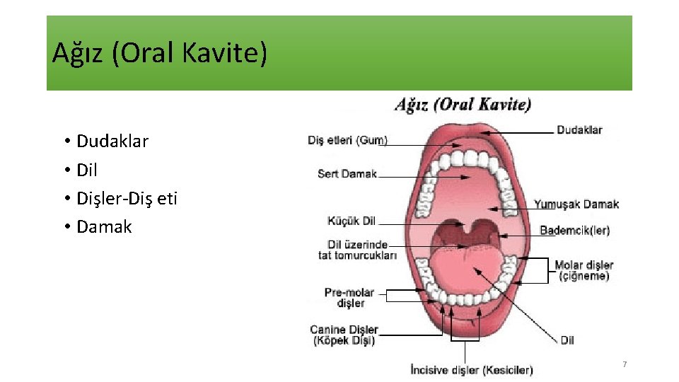 Ağız (Oral Kavite) • Dudaklar • Dil • Dişler-Diş eti • Damak 7 