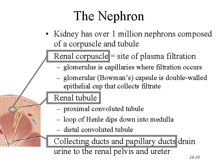 The Nephron • Kidney has over 1 million nephrons composed of a corpuscle and